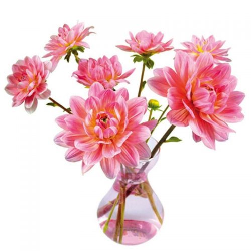 flat-flowers-originals-raamstickers-dahlia-roze (1)